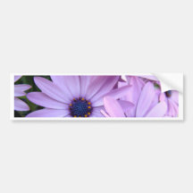 DAISIES Purple Pink Daisy 1 Cards Gifts Mugs Bumper Stickers