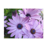 DAISIES Purple Pink Daisy 1 Cards Gifts Mugs