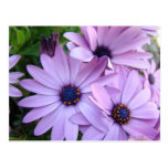 DAISIES Purple Pink Daisy 1 Cards Gifts Mugs Postcards