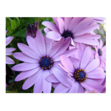 DAISIES Purple Pink Daisy 1 Cards Gifts Mugs Postcards
