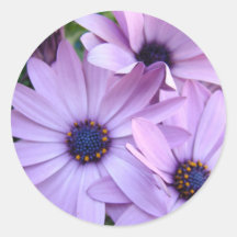 DAISIES Purple Pink Daisy 1 Cards Gifts Mugs Round Stickers