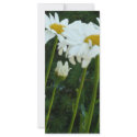 daisies rack cards