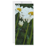 daisies rack cards