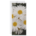 daisies rack cards