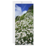 Daisies rack cards