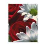 Daisies & Roses Postcard
