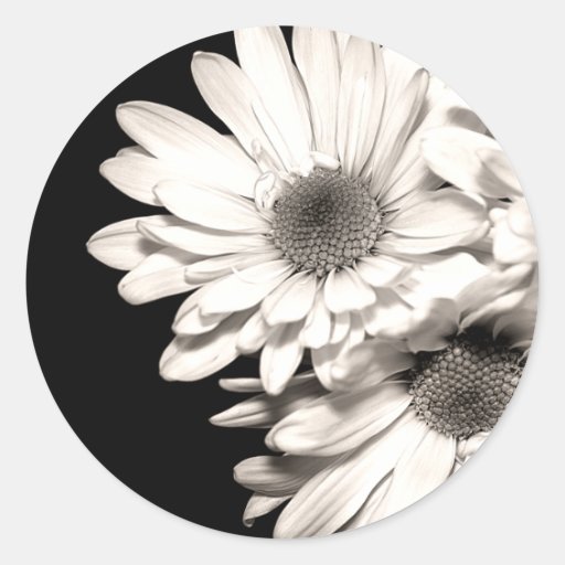 Daisies Stickers