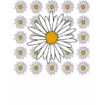 Daisies t-shirts