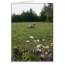 Daisies with lambs greeting card