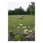 Daisies with lambs photo