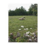 Daisies with lambs postcards