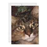 Daisy 3 invitations
