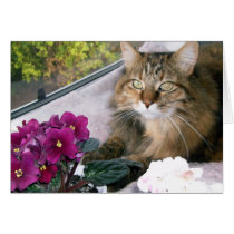 Daisy 4 cards
