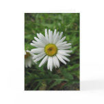 Daisy Birthday Card