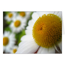 Daisy Birthday Card