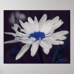 Daisy Blue Centre Flower Photography Poster Print
