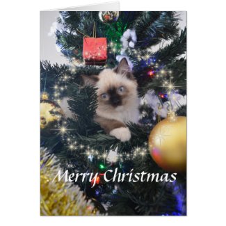 Daisy Blue Kitten Merry Christmas Greeting Card
