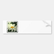 Daisy Bumper Stickers