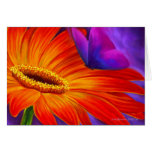 DAISY & BUTTERFLY ART PAINTING - MULTI cards