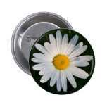 Daisy Button