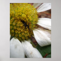 Daisy Canvas Print