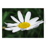 Daisy cards
