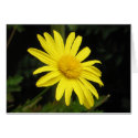 Daisy Card