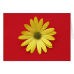 Daisy Card