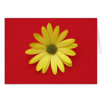 Daisy Card