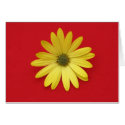 Daisy Card