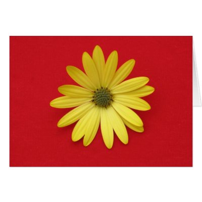 Daisy Card by ggbythebay