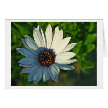 Daisy Greeting Cards