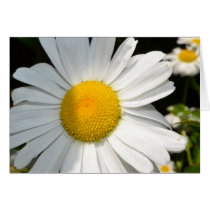 Daisy Card