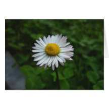 Daisy Card