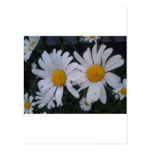 Daisy card/ thank you card postcard