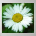 Daisy Circle Posters