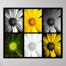 Daisy Collage by Beck Impressions Poster