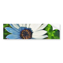 Daisy Daisies Flowers Petals Bumper Sticker