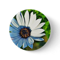 Daisy Daisies Flowers Petals Button