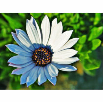 Daisy Daisies Flowers Petals Photo Cutouts