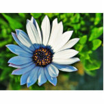 Daisy Daisies Flowers Petals photo sculptures