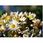 Daisy Daisies Flowers photo sculptures