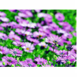 Daisy Daisies Flowers Purple photo sculptures