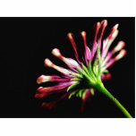 Daisy Daisies Stems photo sculptures