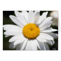 Daisy Darling Card