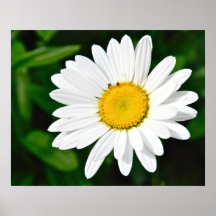 Daisy Day Poster
