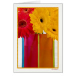 Daisy delight VII Greeting Cards