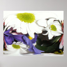 Daisy drape posters