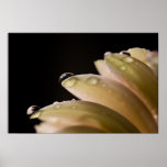 Daisy Droplet posters