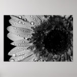 Daisy Droplets (Black and White) posters